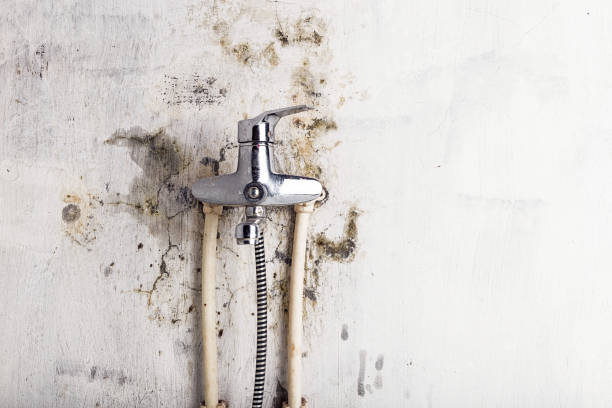 Best Residential Mold Remediation in Pemberwick, CT