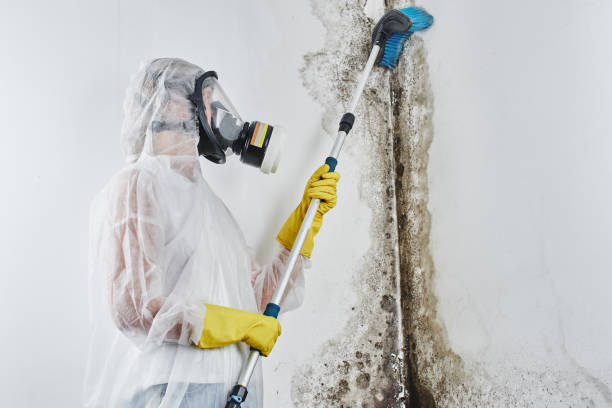 Best Basement Mold Remediation in Pemberwick, CT