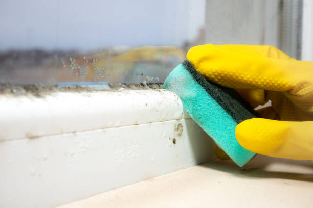 Professional Mold Remediation in Pemberwick, CT
