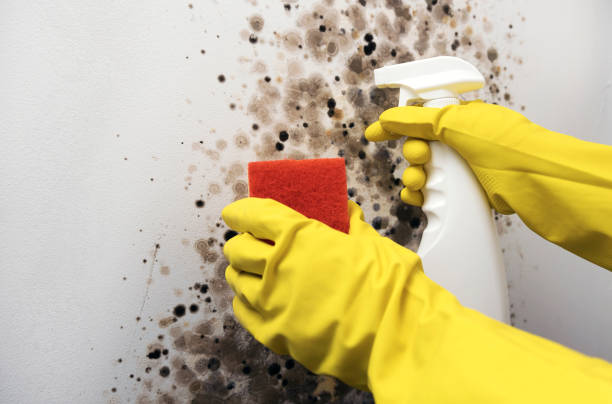 Best Kitchen Mold Remediation in Pemberwick, CT
