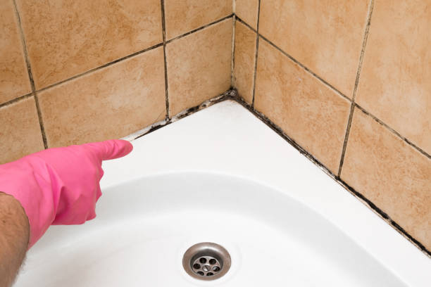Best Health and Safety Mold Remediation in Pemberwick, CT